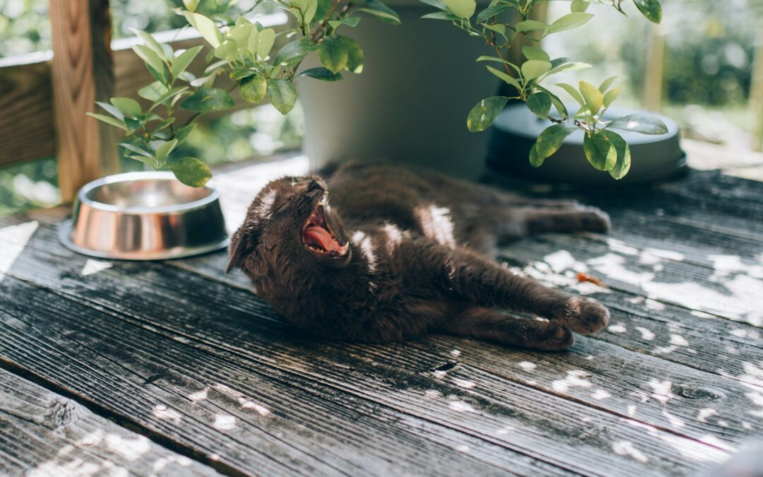 black cat yawning while laying on black wooden floor