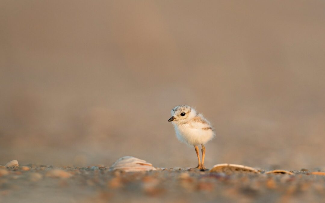 focus photography of chick on gray ground