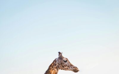 シャツとベスト。