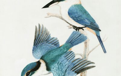 淡く、凛として。