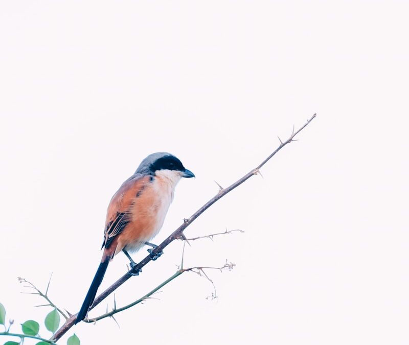 A bird perched on a thin branch