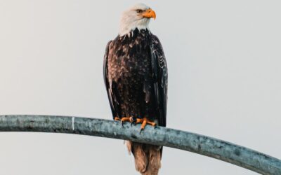 らしくいこう。