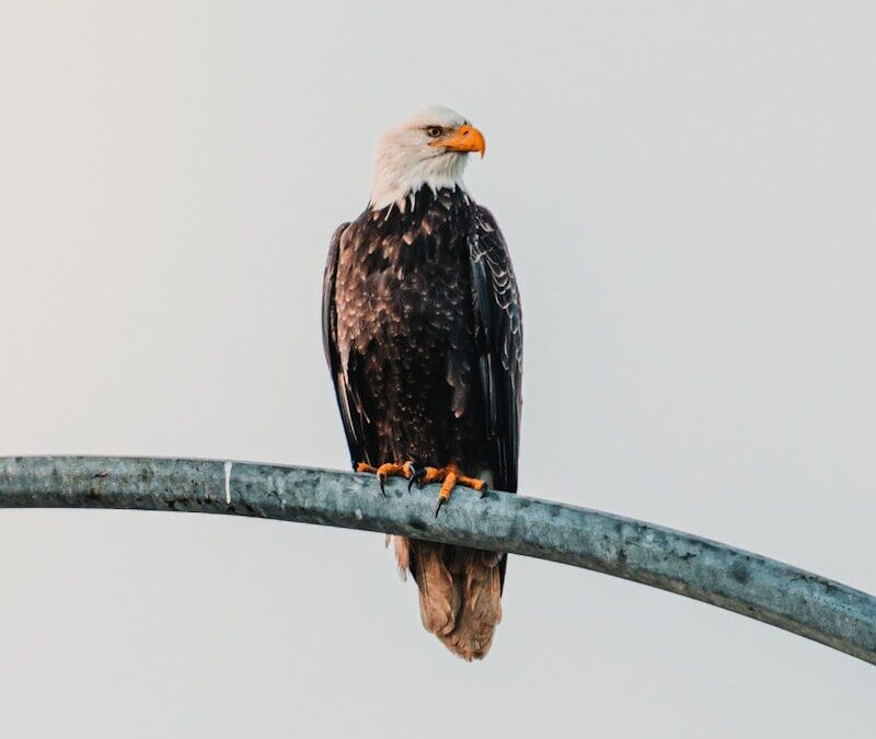 A bald eagle perches on a metal bar.